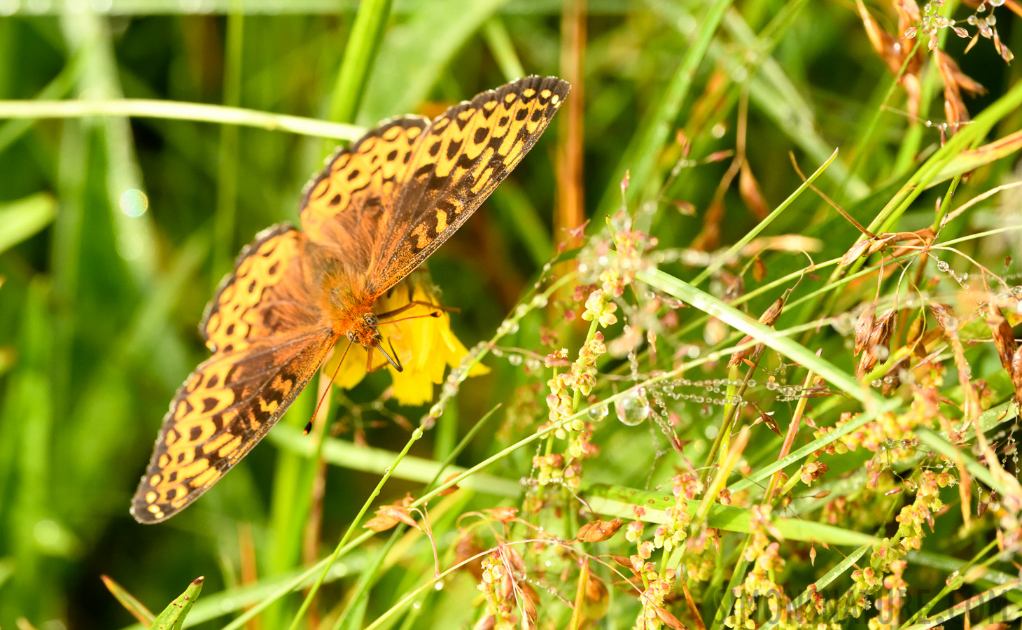 Boloria selene [400 mm, 1/640 sec at f / 8.0, ISO 1600]